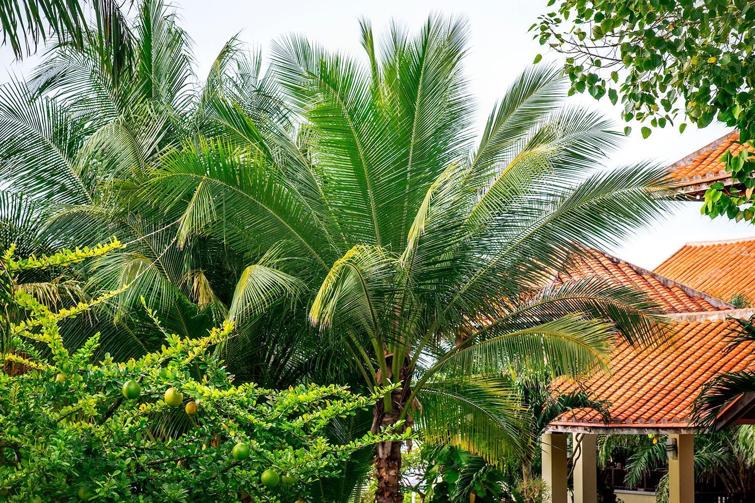 Romana Resort & Spa Mui Ne Luaran gambar
